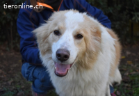 Jury - Powerpaket mit ganz viel Herz im Gepäck