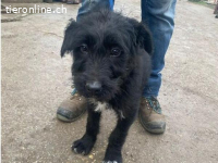 Kaboca, bezauberndes Hundekind