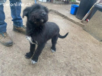 Kaboca, bezauberndes Hundekind