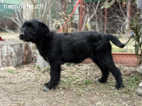 Kaboca, bezauberndes Hundekind