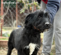 Kaboca, bezauberndes Hundekind