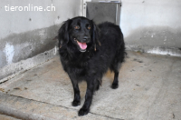 Kael - Nur ein einziges mal die Chance auf Leben ?