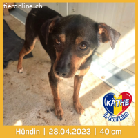 Käthe, kleine Seele mit großem Mutterherz