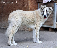 Kairo, ein Kumpel fürs Leben
