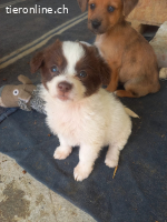 Kaja, kleine Abenteuerin auf suche nach ihrem Zuhause