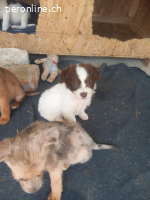 Kaja, kleine Abenteuerin auf suche nach ihrem Zuhause