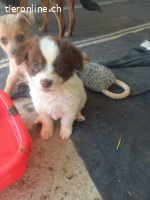 Kaja, kleine Abenteuerin auf suche nach ihrem Zuhause