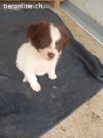 Kaja, kleine Abenteuerin auf suche nach ihrem Zuhause