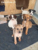 Kaja, kleine Abenteuerin auf suche nach ihrem Zuhause