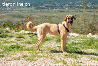 Kajan (1 Jahr) möchte mit dir Abenteuer erleben