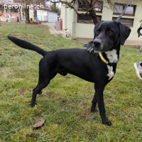 Kalle ein eleganter freundlicher braver Rüde
