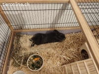 Kaninchen suchen neues zuhause