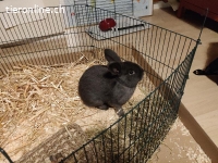Kaninchen suchen neues zuhause