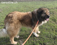 Karenina, tolle, agile & freundliche Hündin