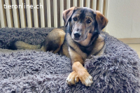 Kassandra (3 Jahre) auf der Suche nach ihrem Herzensmenschen