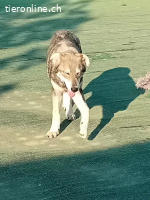 Kat, die Schüchterne, sucht eine Bleibe
