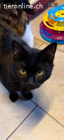 Kater, 9 Monate, geimpft, kastriert