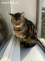 Kater Guguss, ca. 7 Jahre, kastriert, geimpft