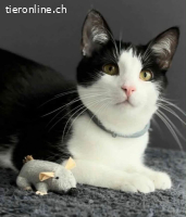 Kater Kitty - 8 Monate - freundlich - indoor