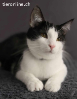 Kater Kitty - 9 Mte - freundlich - indoor