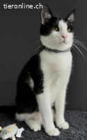 Kater Kitty - 9 Mte - freundlich - indoor