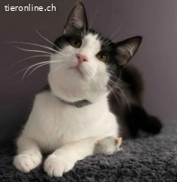 Kater Kitty - 9 Mte - freundlich - indoor