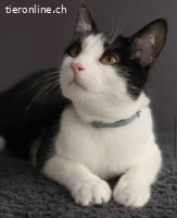 Kater Kitty - 9 Mte - freundlich - indoor