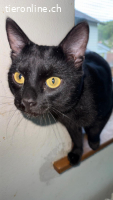 Kater Miro, 2 Jahre, geimpft, getestet, kastriert