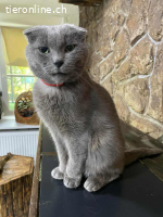Kater Sema - 5 Jahre - freundlich - indoor