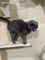 Kater Sema - 5 Jahre - freundlich - indoor