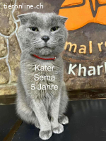 Kater Sema - freundlich - indoor
