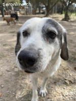 Katia- süße Hundedame sucht ein Zuhause für immer