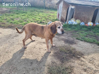 Katica – Tierheim Tamási