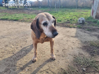 Katica – Tierheim Tamási