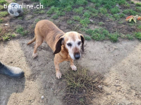 Katica – Tierheim Tamási