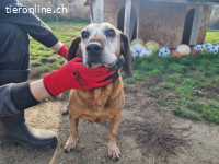 Katica – Tierheim Tamási