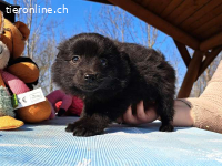 KATINKA, süßes Mixmädel, ca. 2 Mo. 17cm,1kg*reserviert*