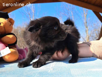 KATINKA, süßes Mixmädel, ca. 2 Mo. 17cm,1kg*reserviert*