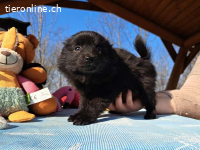 KATINKA, süßes Mixmädel, ca. 2 Mo. 17cm,1kg*reserviert*