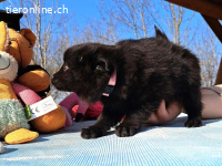 KATINKA, süßes Mixmädel, ca. 2 Mo. 17cm,1kg*reserviert*