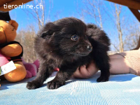 KATINKA, süßes Mixmädel, ca. 2 Mo. 17cm,1kg*reserviert*