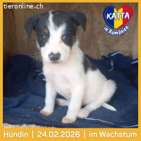 Katta eine kleine Entdeckerin auf der suche nach ihr Glück