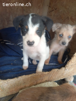 Katta eine kleine Entdeckerin auf der suche nach ihr Glück