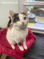 Katzendame Bijou sucht ihr Für-immer-Zuhause