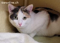 Katzendame Bijou sucht ihr Für-immer-Zuhause