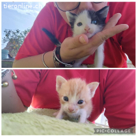 Katzenduo Atreyu & Mogli