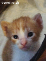 Katzenduo Atreyu & Mogli