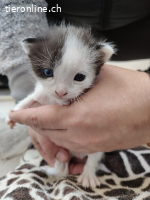 Katzenduo Atreyu & Mogli