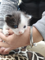 Katzenduo Atreyu & Mogli
