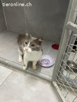 Katzenmama sucht ein zu Hause